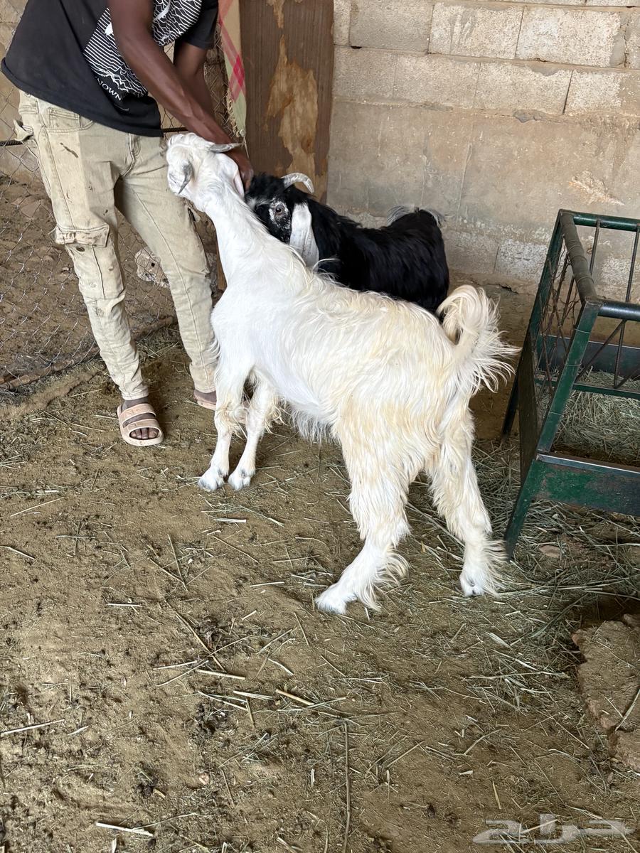 للبيع تيوس طيبه سمينه اعمار 6 اشهر64420566696067111