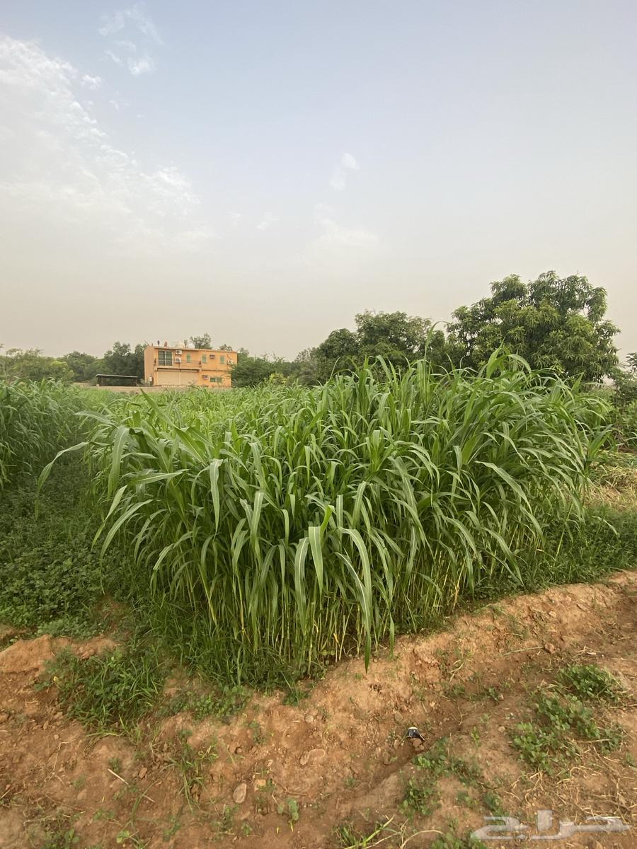 قصب اخضر في الفطيحه وضواحيها مع التوصيل64420458800001110