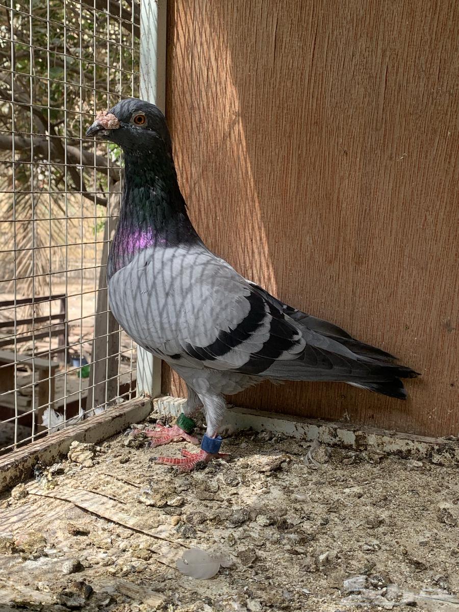 للبيع حمام زاجل سباق قطر64419784469634113