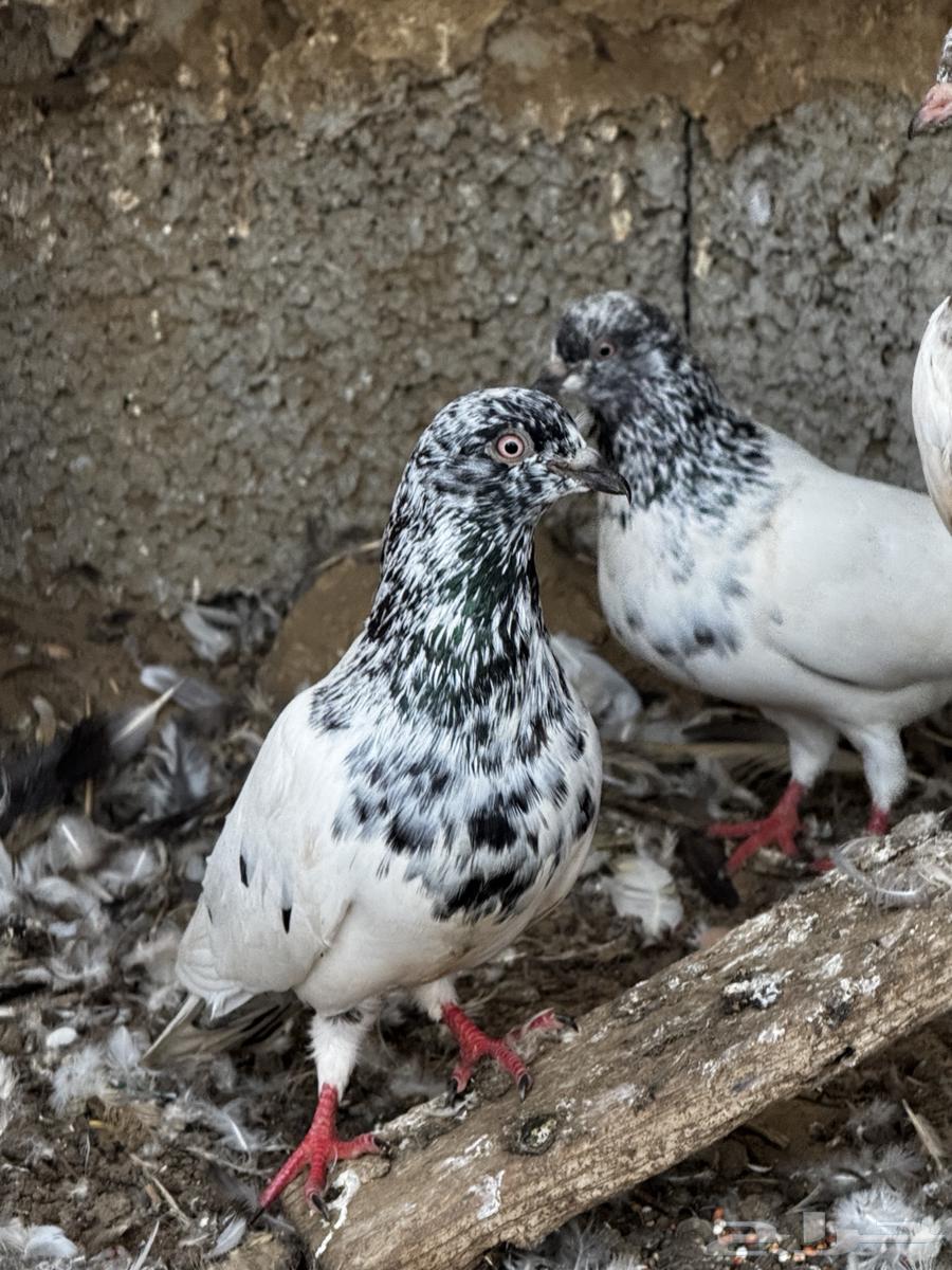 مجموع حمام باكستاني شرط64423971335425111