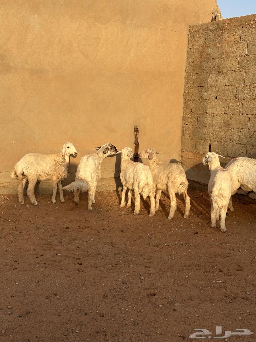 للبيع طليان حري ((تم البييع))64423743717506112