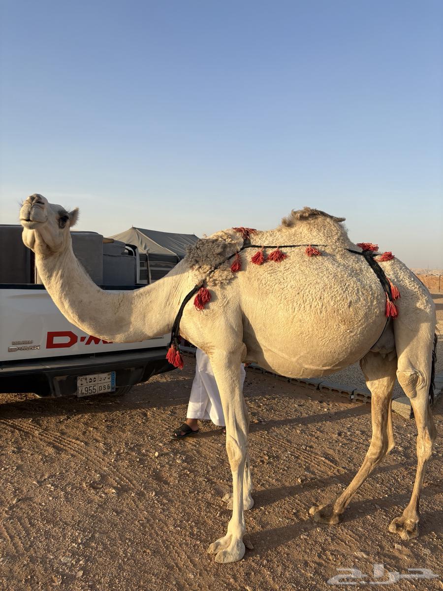 خلفه ثنيه64425650556034110