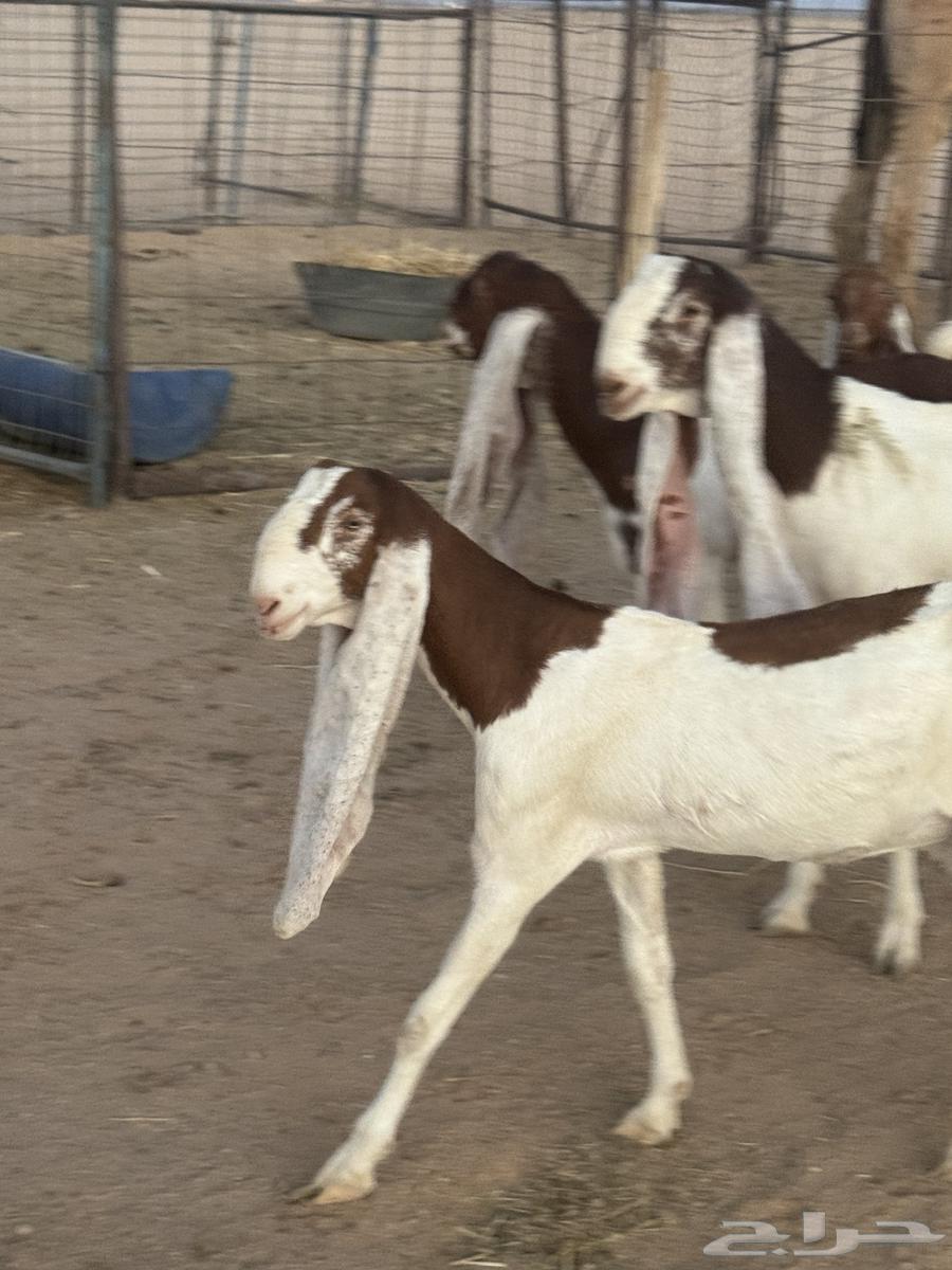 للبيع معزا هولنديات صنف64425070947714113