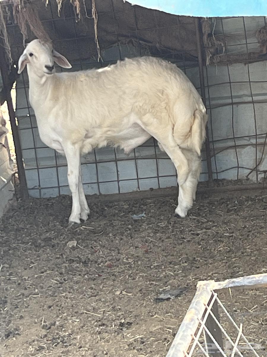 للبيع طلي فل الفل شحم نظيف شرط64422708724739112