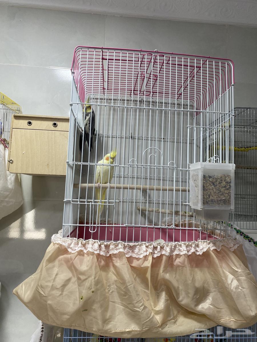 كروان منتجع بيع مع كامل ملحقاته 500 يبدأ السوم64419331996673112