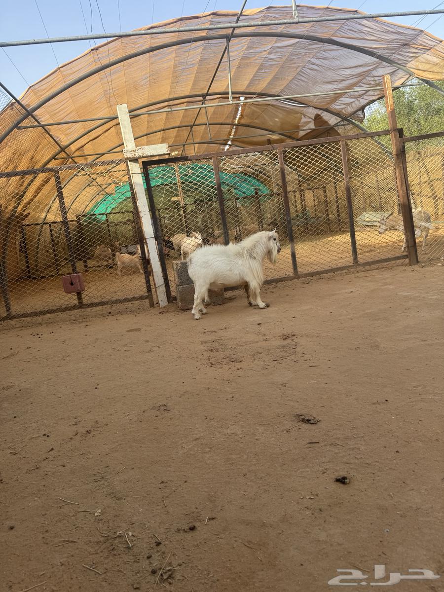 Al-Mazahimiah Nassah64420688575106111