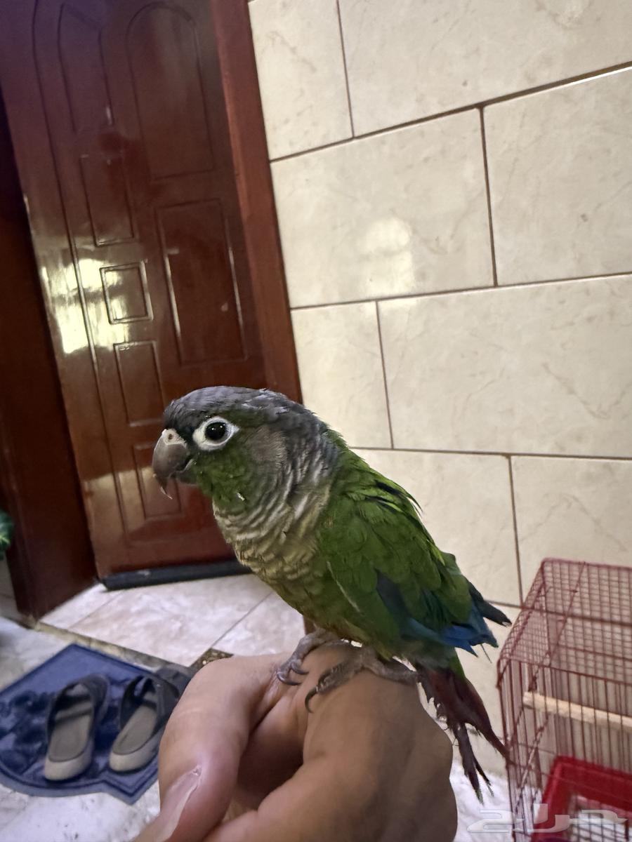 كنيور قرين شيك(تم البيع )64420891750403111