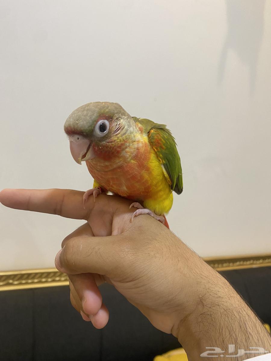 Conure Parrot Red Factor64424651794563111