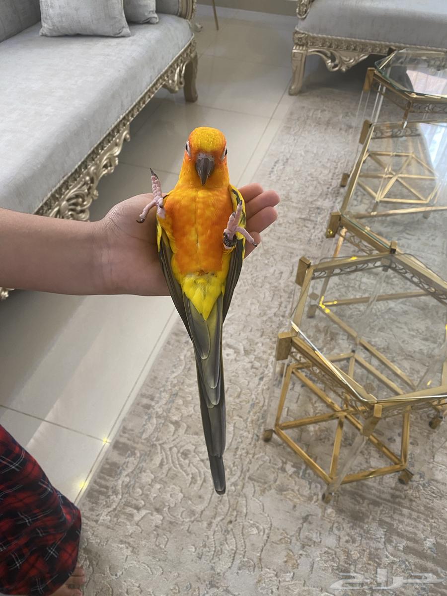 صن كنيور تم البيع64423150743042112