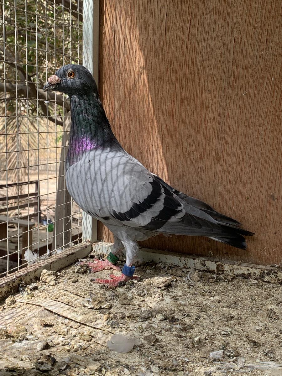 للبيع حمام زاجل سباق قطر64419784469634111