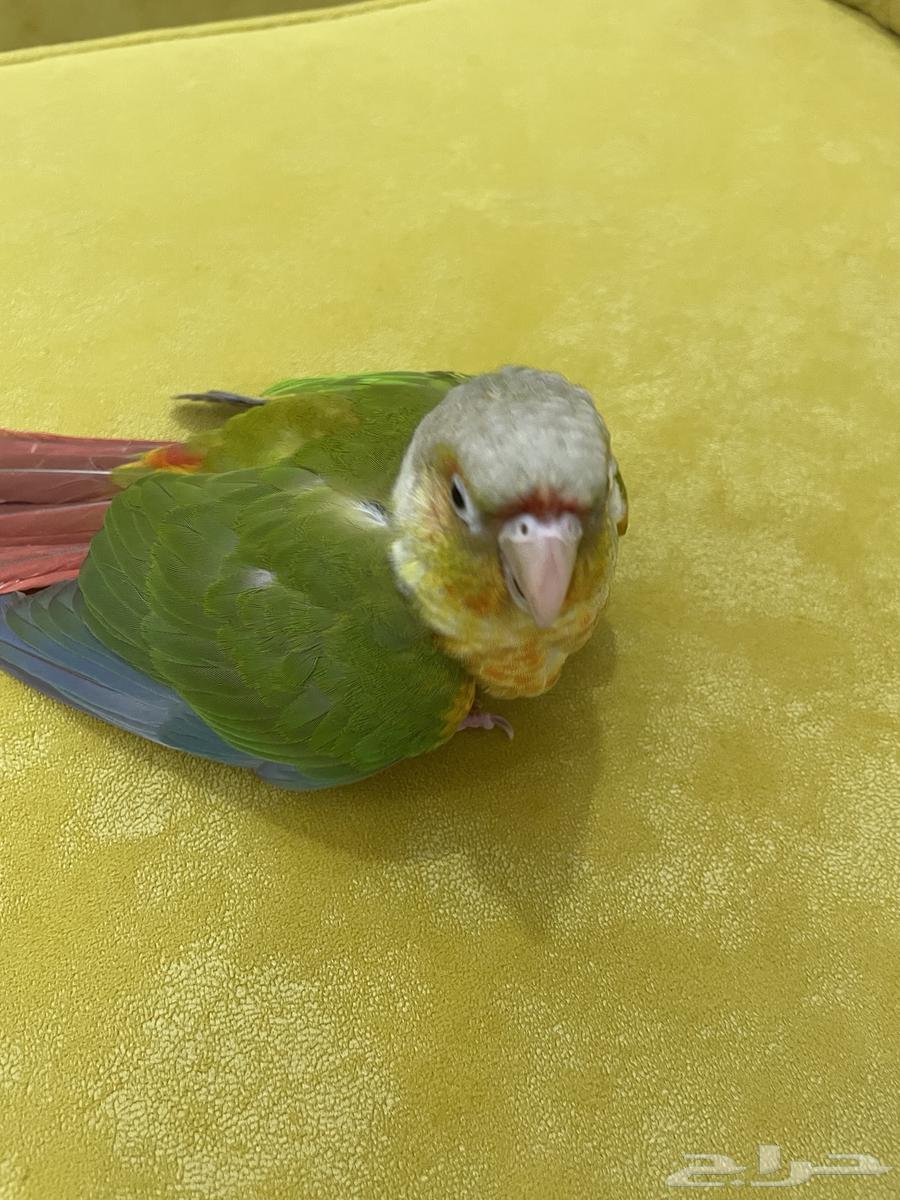 فرخ كنيور أليف و هدد تم البيع64425219458819112