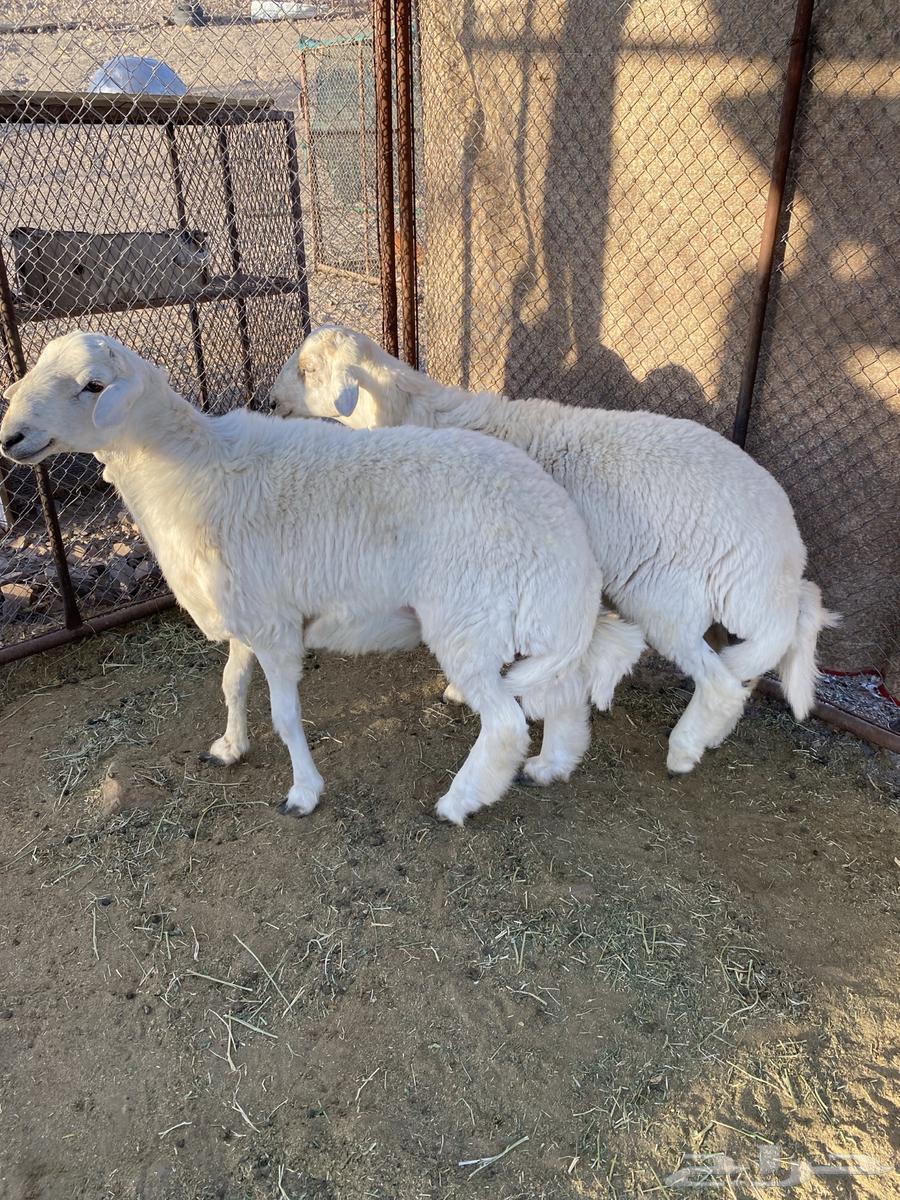 للبيع طليان64420499407233110