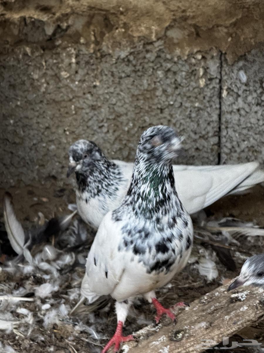 مجموع حمام باكستاني شرط64423971335425110