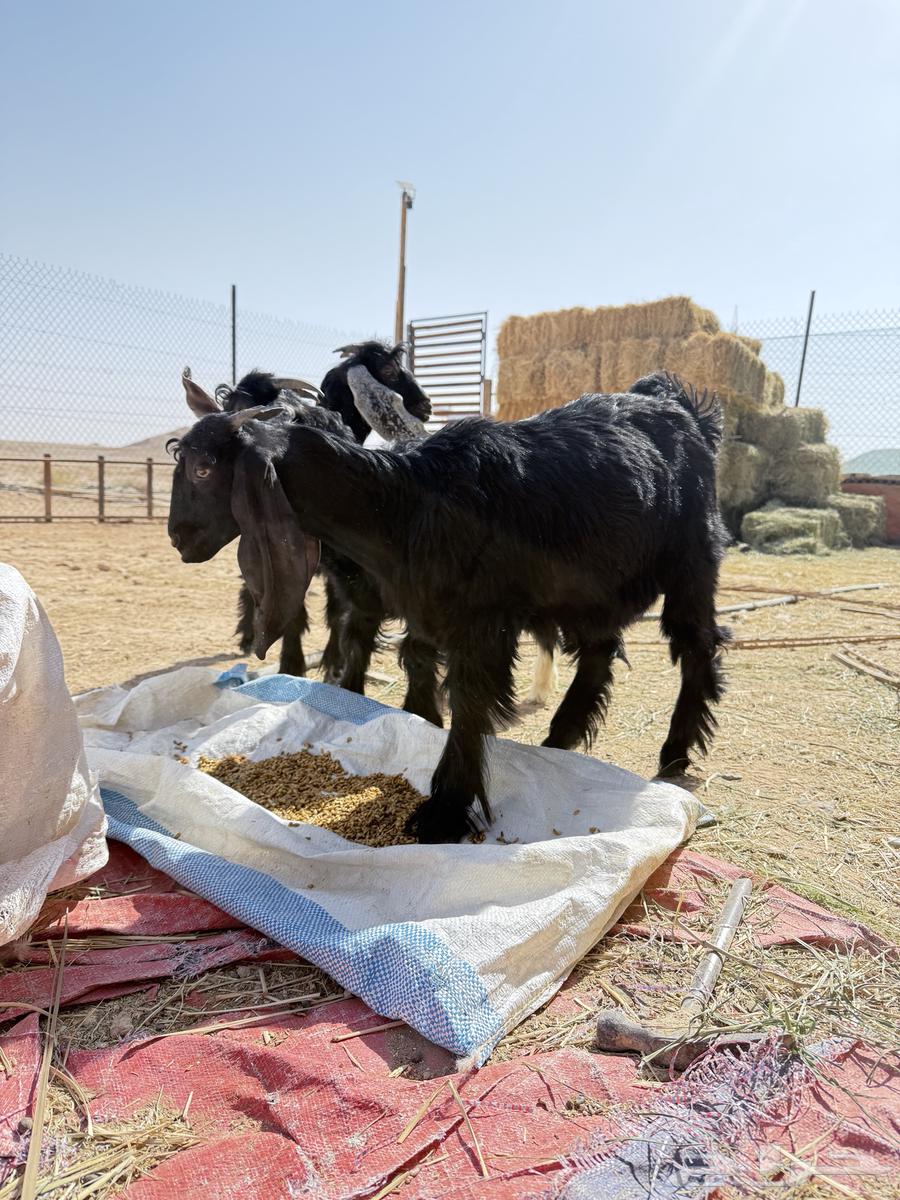 Haray and goats64422708674435113