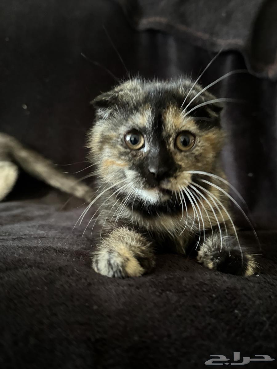 قطط للبيع الوحده ب 500 ذكر وأنثى الأنثى السودا و الأبيض ذكر64424579700737111