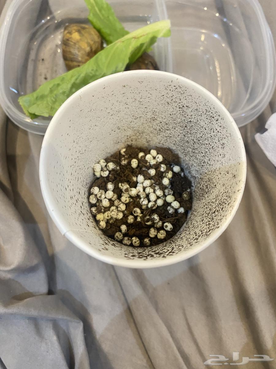 حلزونتين اعمار 7 شهور تقريبا ( لونا وليو ) و بيضهم64421933274243110