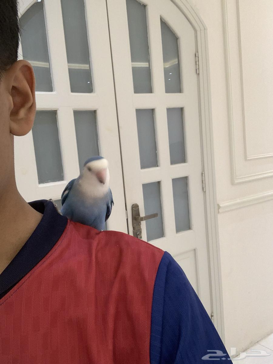 ( تم البيع) ببغاء روز زوج64421933203075114