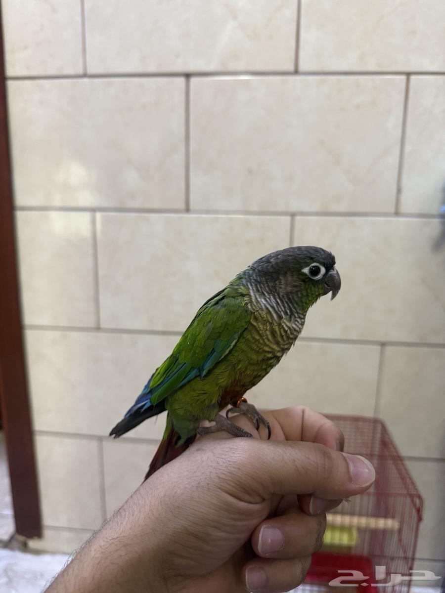 كنيور قرين شيك(تم البيع )64420891750403110