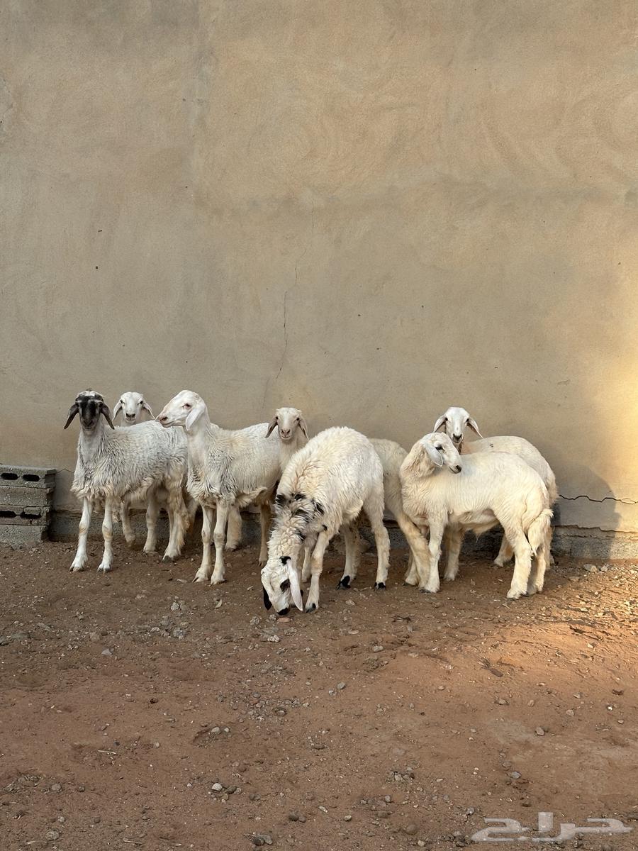 للبيع طليان حري ((تم البييع))64423743717506110