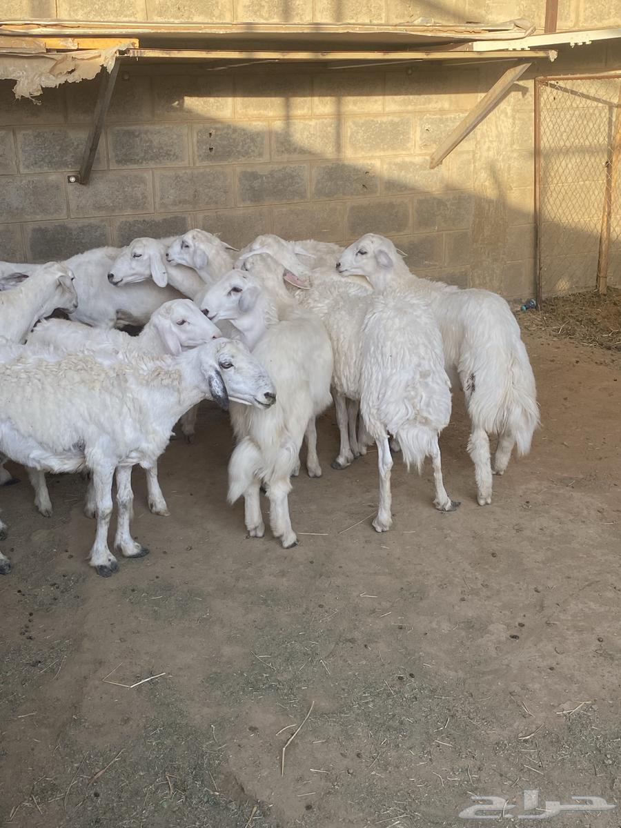 تم البيع عسالله يرزق رعيها عدد شعرها64421255936898111