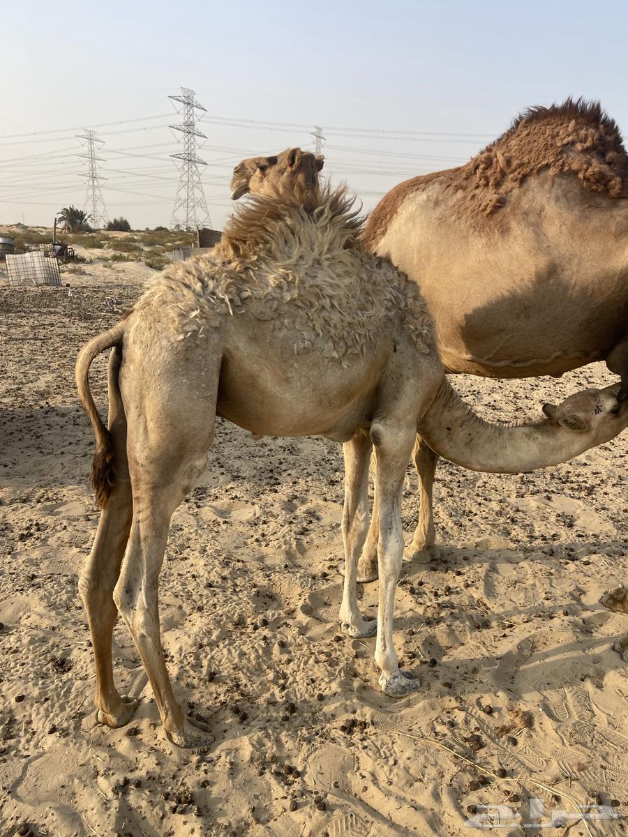 قعود للبيع64423381944705111