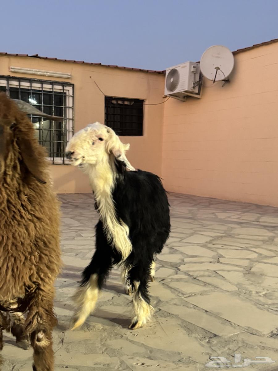 Naimi and Najdi sheep for sale64424159267714113