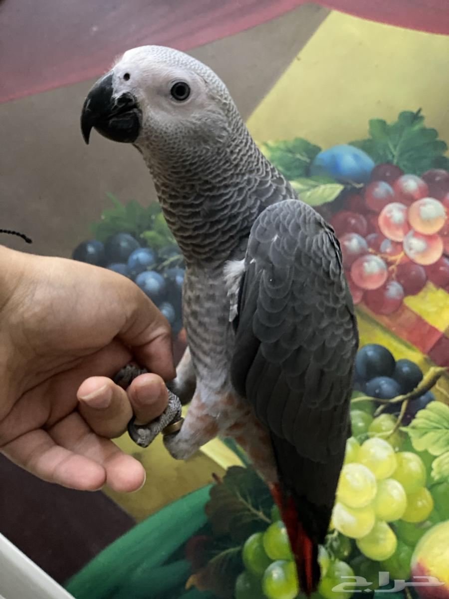 تم البيع فرخ كاسكو طفرة64419716475650111