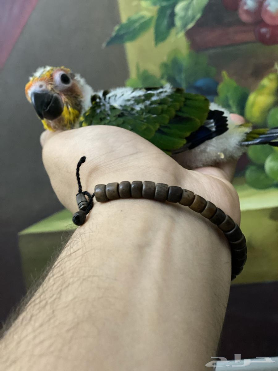 تم البيع فرخ صن كنيور64420823731203113