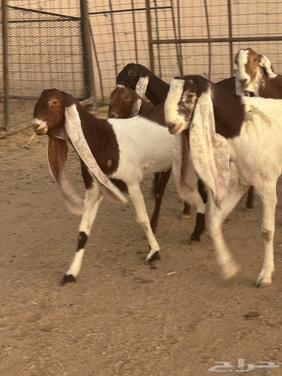 للبيع معزا هولنديات صنف64425070947714114