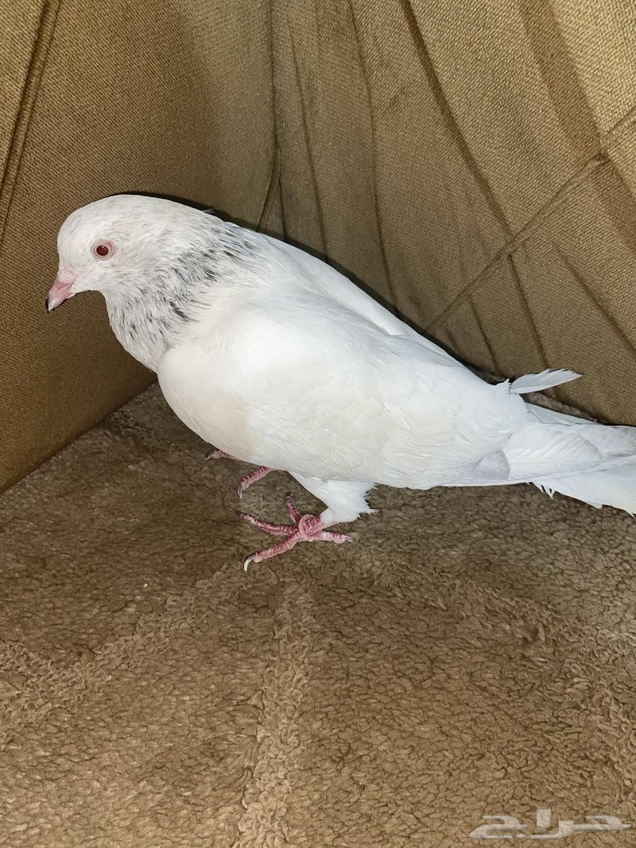 للبيع حمام الزاجل الابيض يستخدم ل التربيه والسبقات64423166915331110