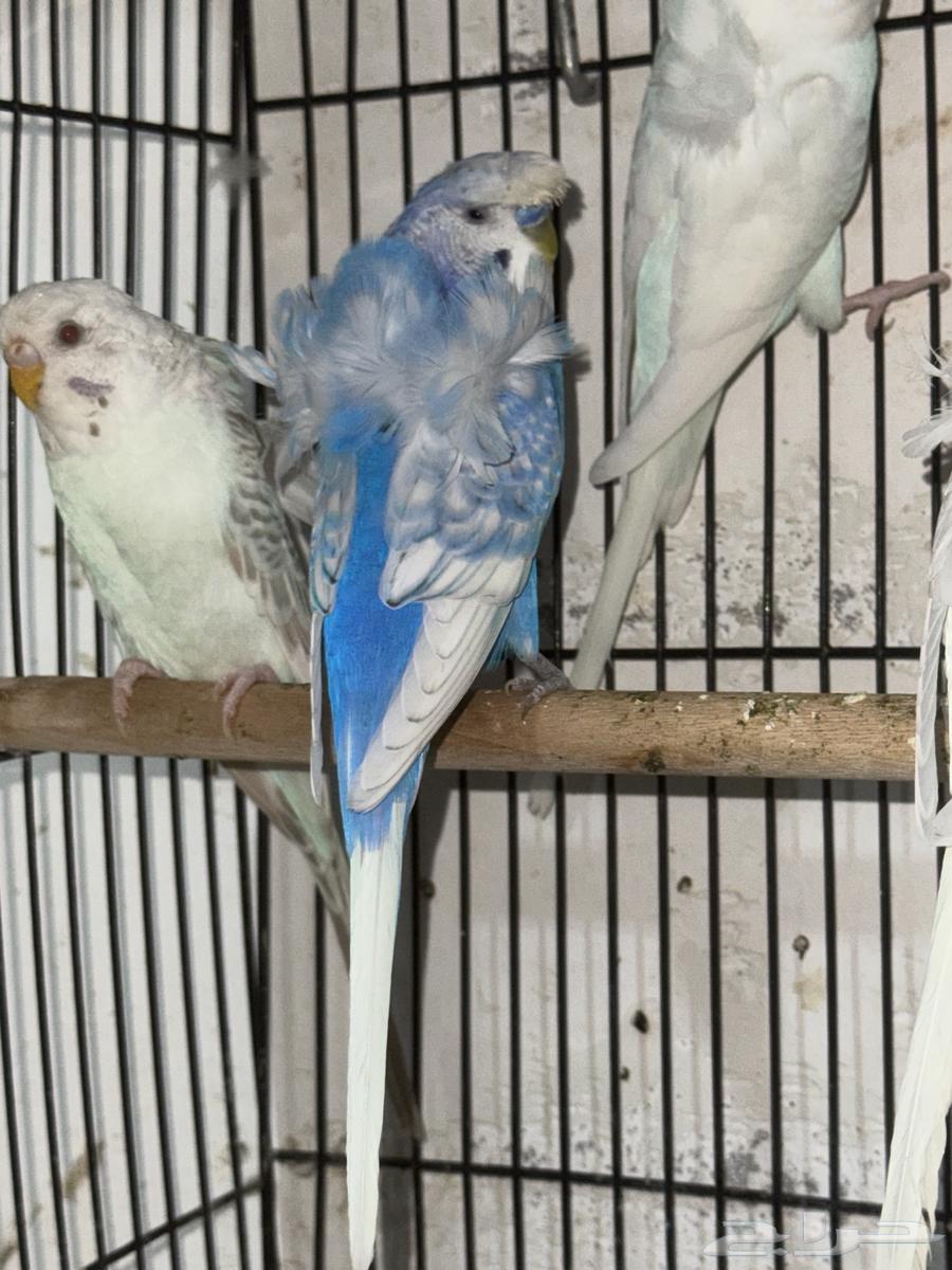 بادجي هوقو ذكور64426053115266113