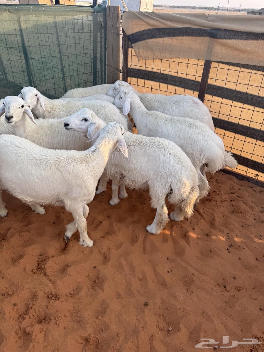 طليان حريات64420634471554111