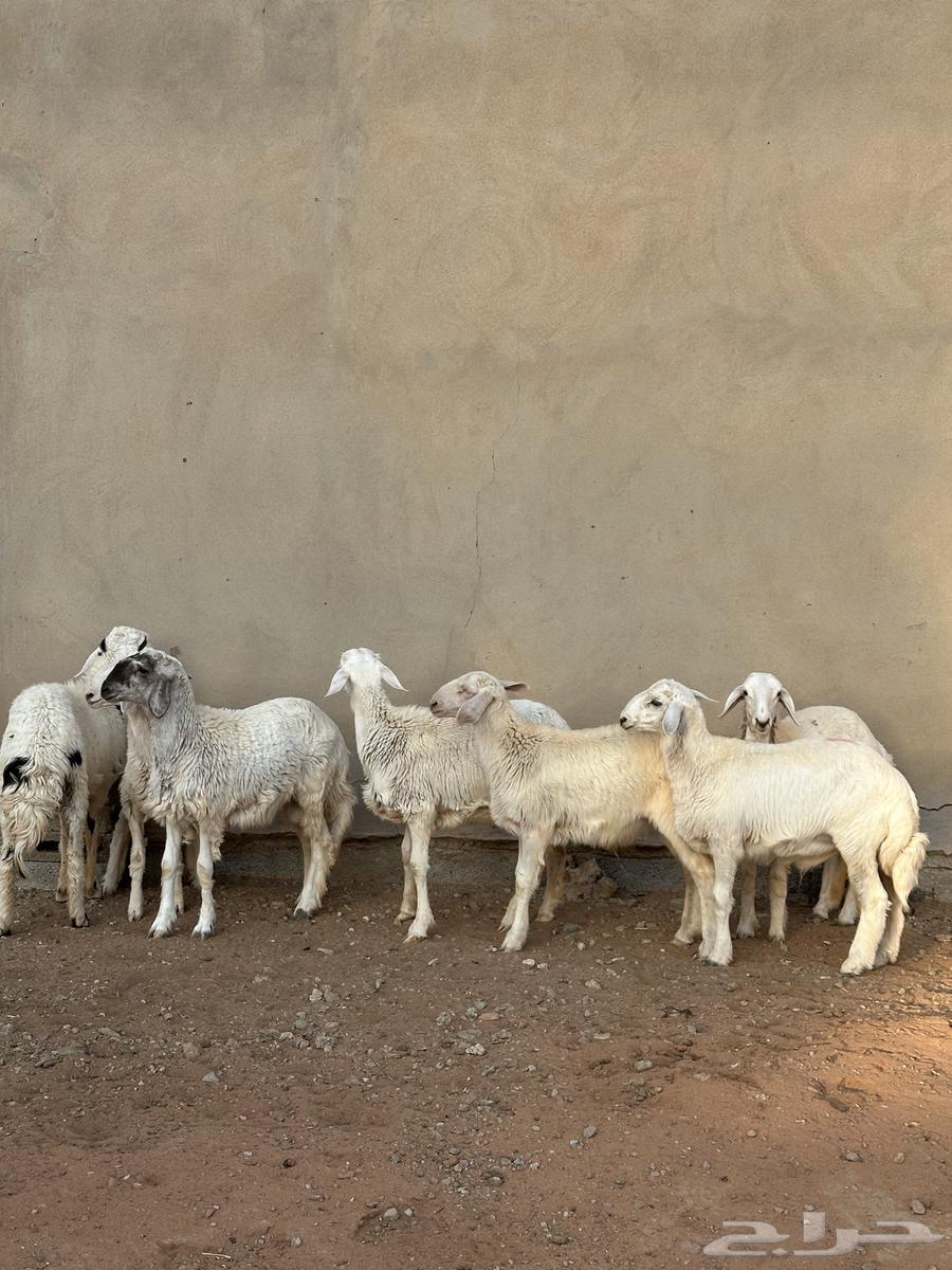 للبيع طليان حري ((تم البييع))64423743717506111