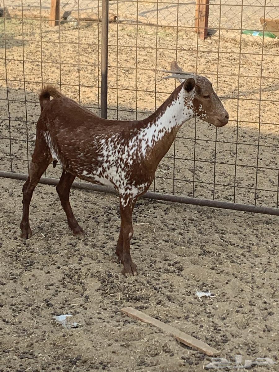 للبيع تيس فحل اكحل دهم وشح ومعزا حو( تم البيع64424504256258110