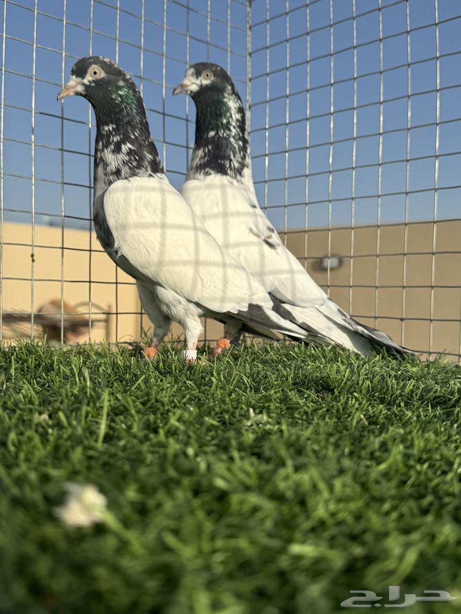 جوز تيدي ( تم البيع )64420580409859111