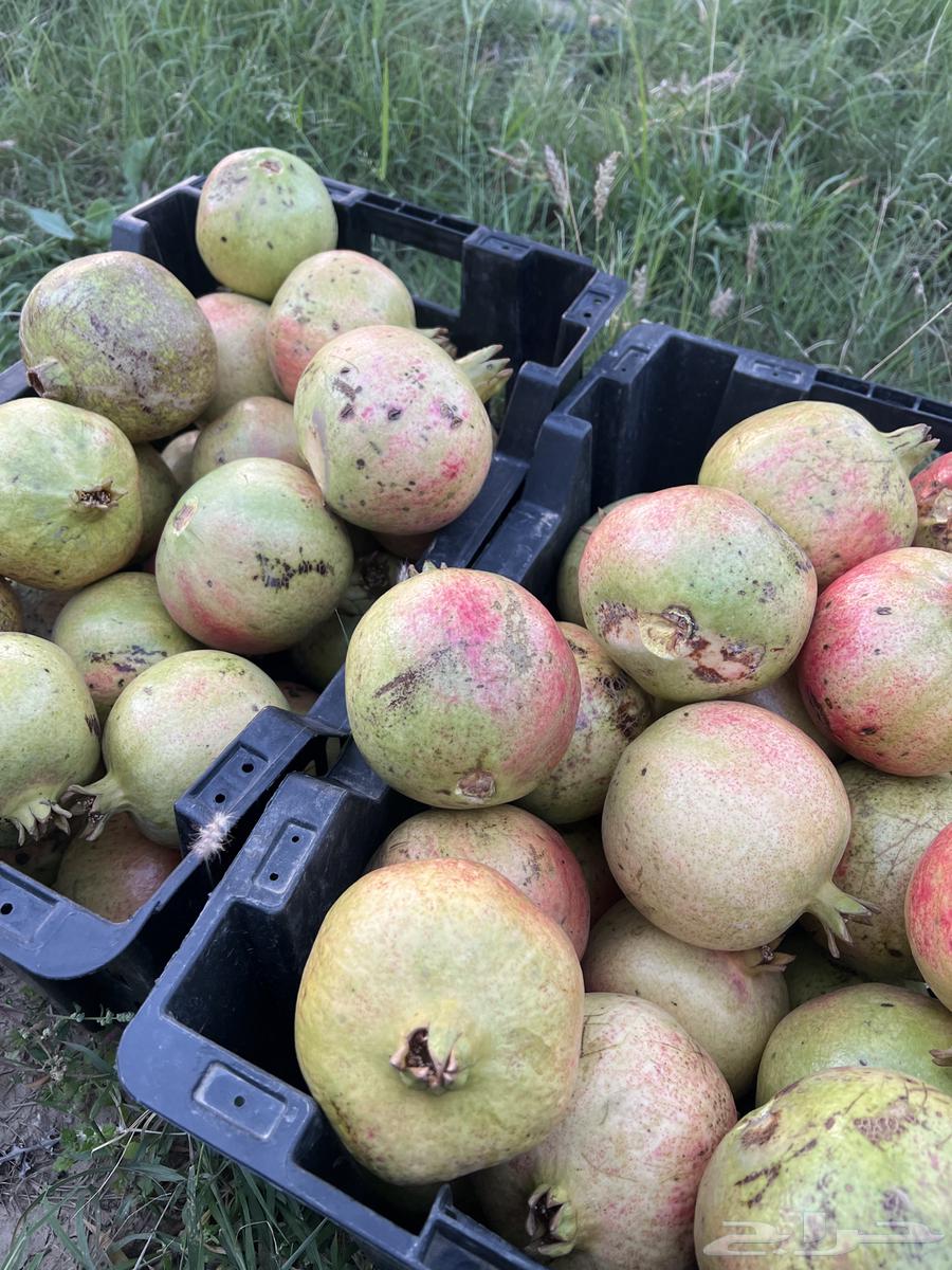 رمان للبيع64424065400577112