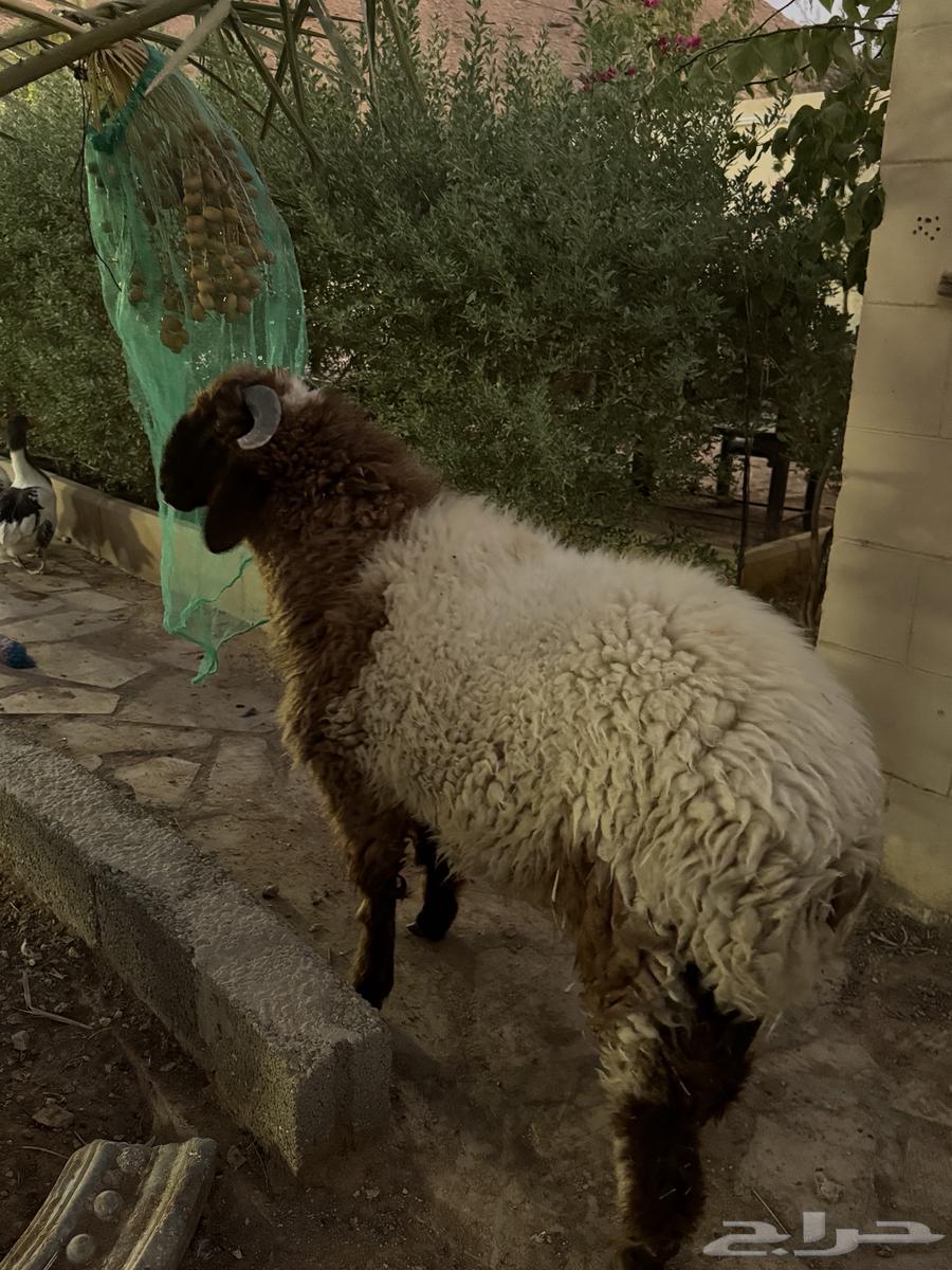 Naimi and Najdi sheep for sale64424159267714110