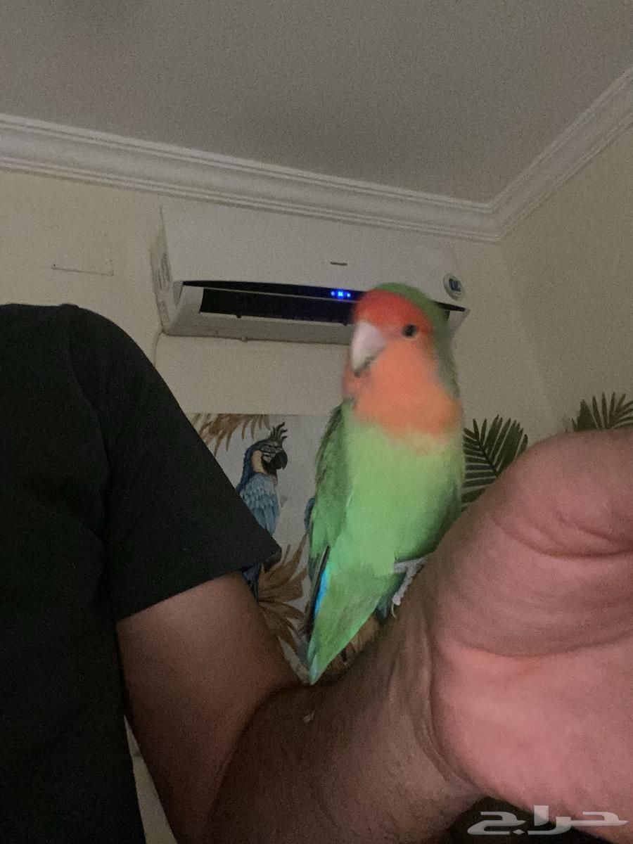 Bird of the Day64425810990083113