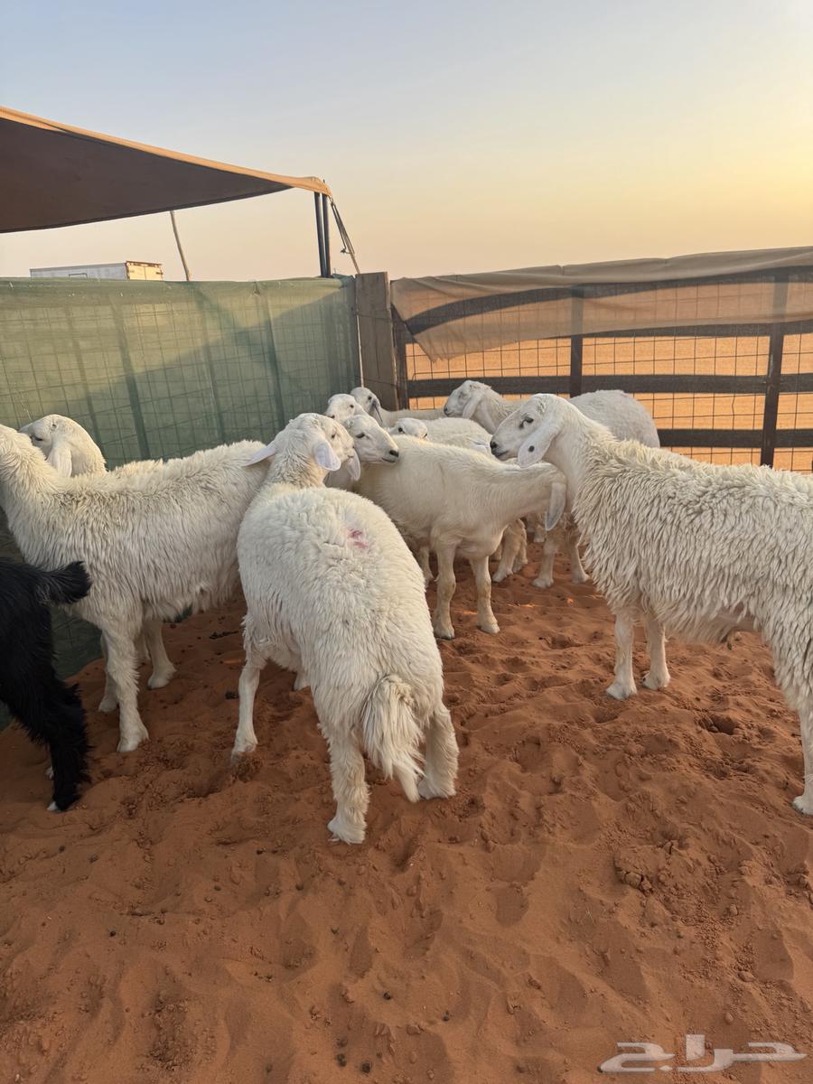 طليان حريات64420634471554112