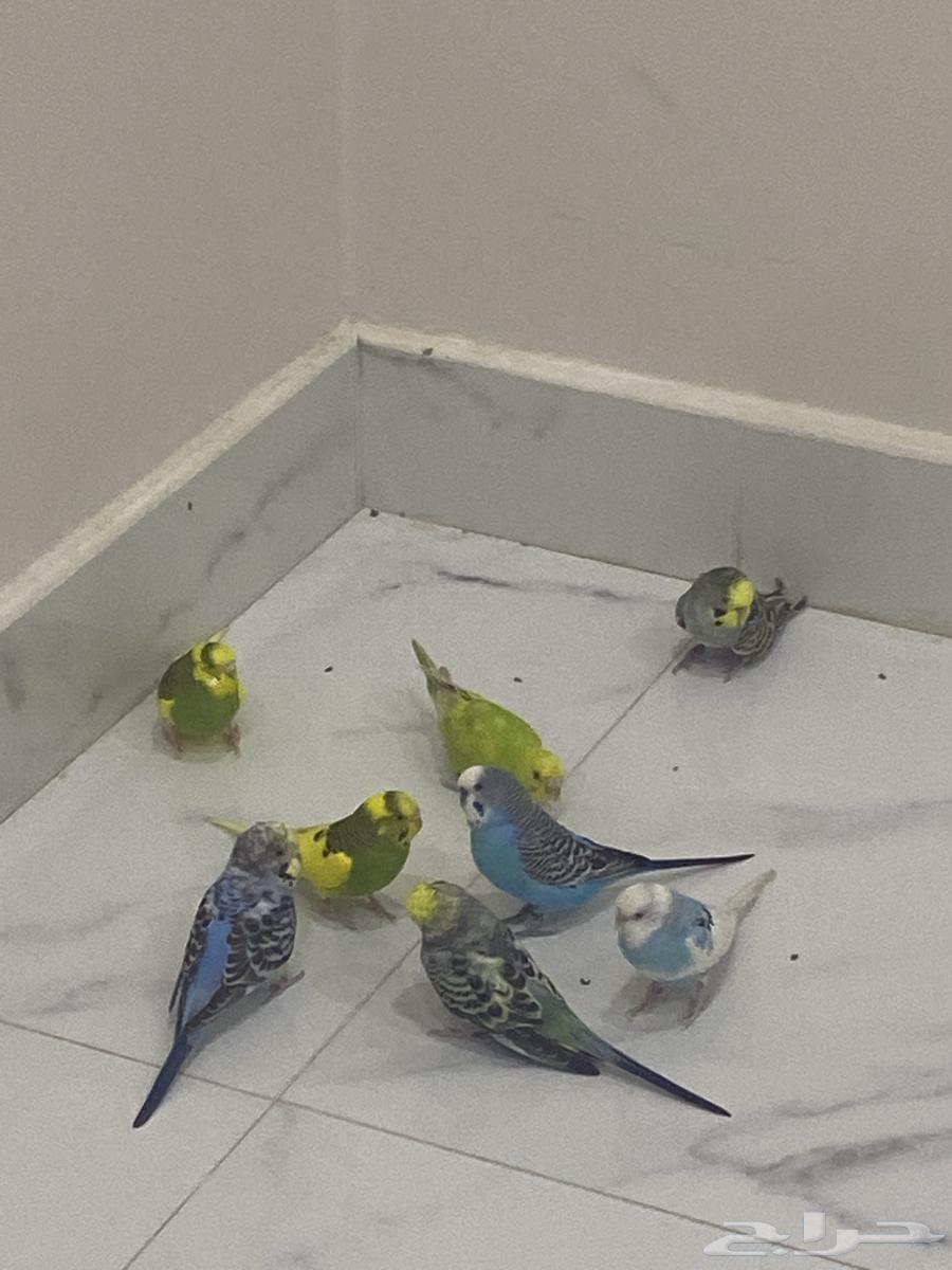 بادجي الحبه 70  شامل الملحقات64423998130689110