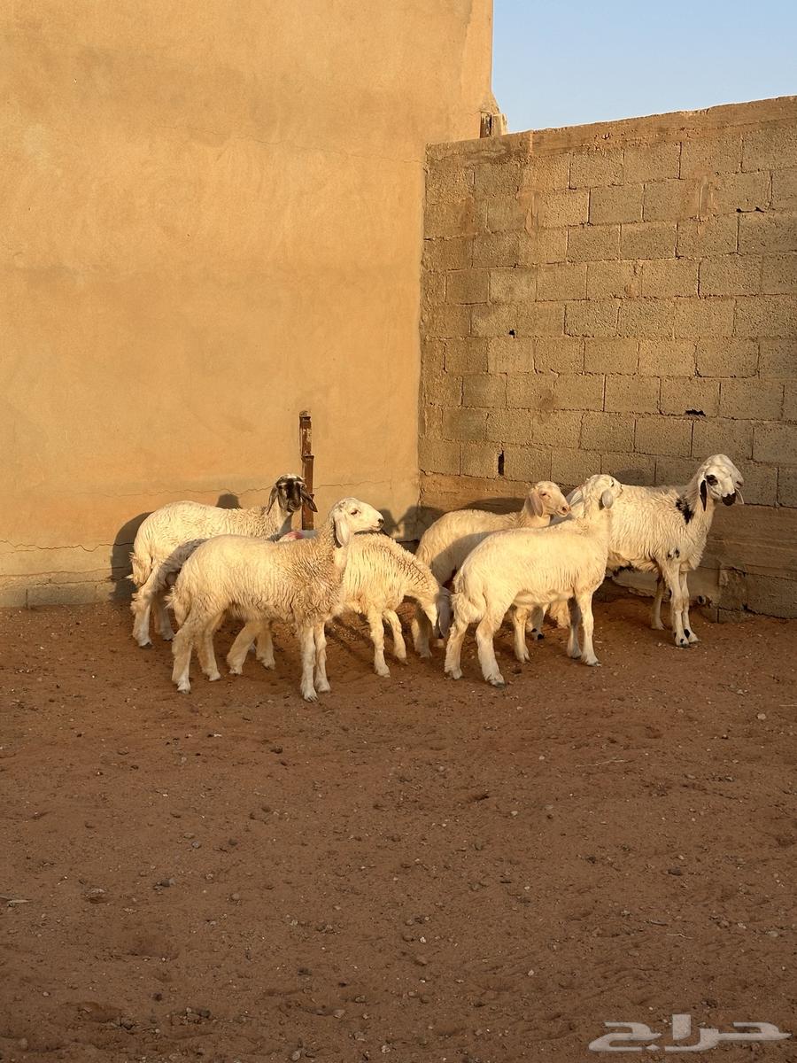 للبيع طليان حري ((تم البييع))64423743717506113