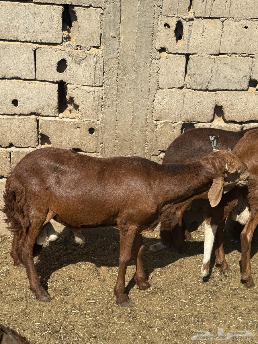 سواكن حمري فاخر ظهورها مقفله تم البيع64421242101633110