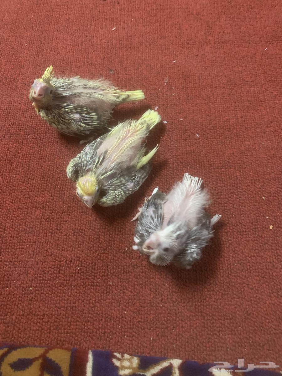 كروانات فروخ لهواة الغر64423944247171110