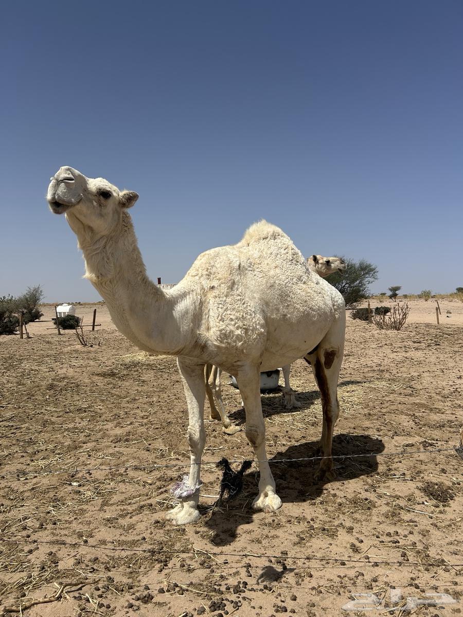 ثلاث نياق لقاحات للبيع64422014836483113