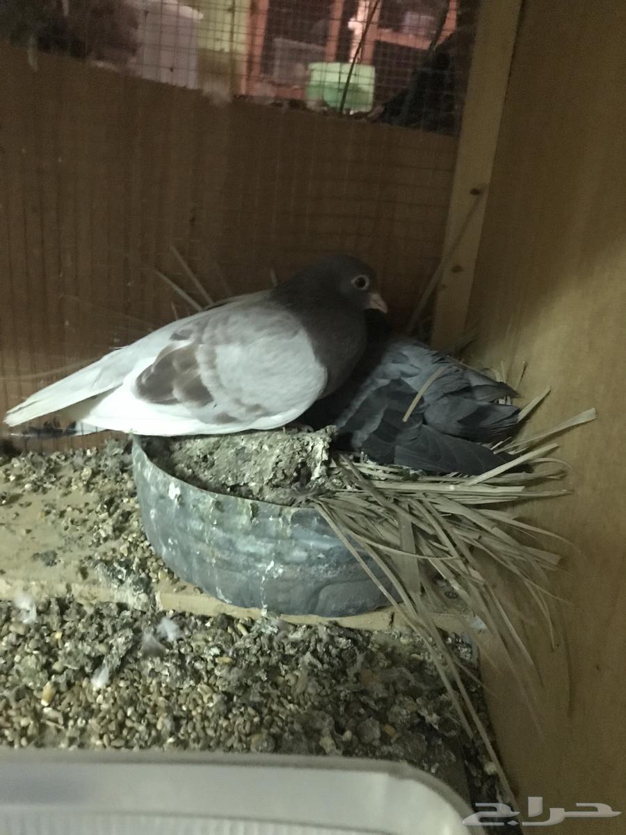 صنعاني اصيل شيبه64419784511106110