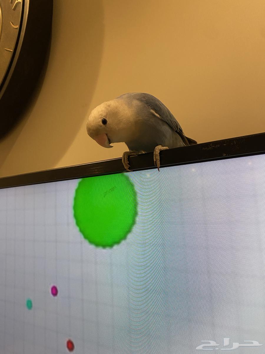 طير روز عمره سنه بالضبط64423569496194111