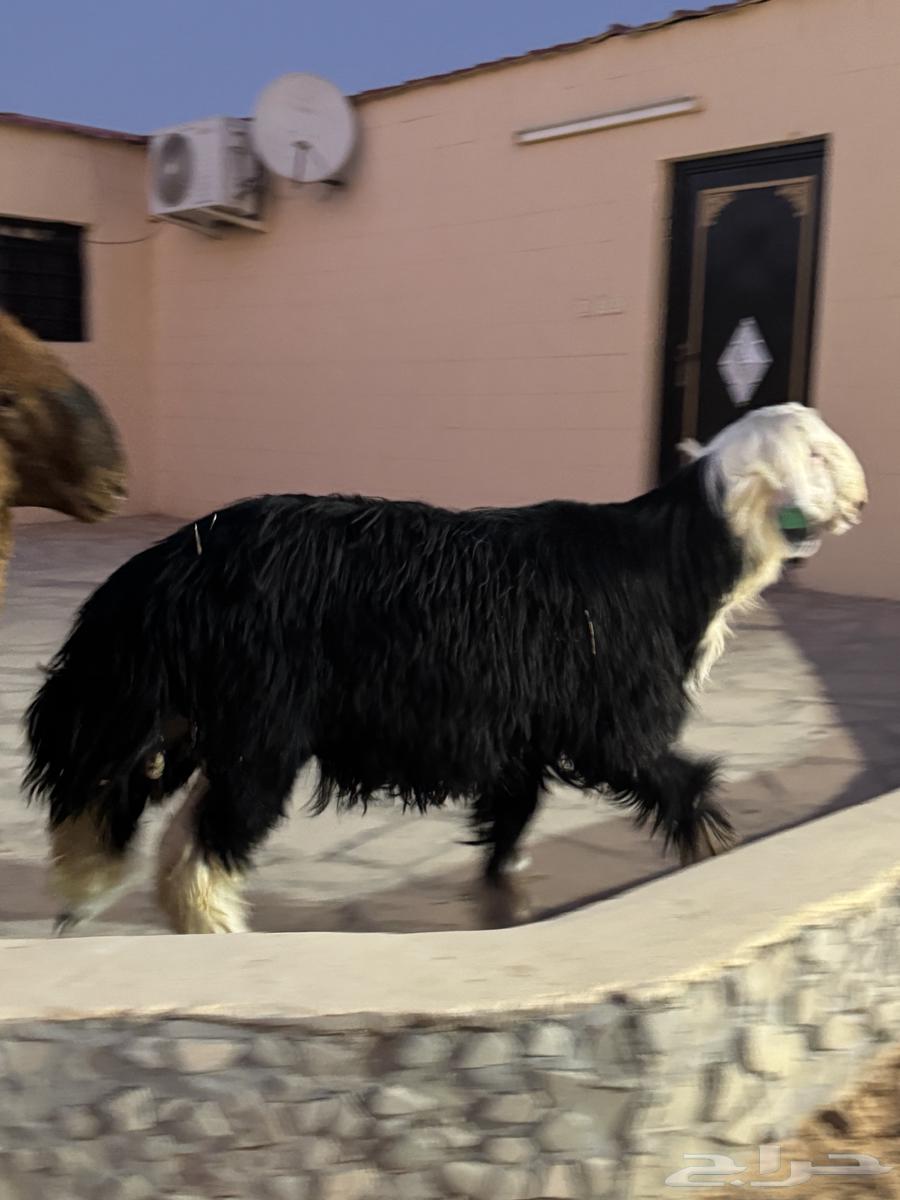 Naimi and Najdi sheep for sale64424159267714114