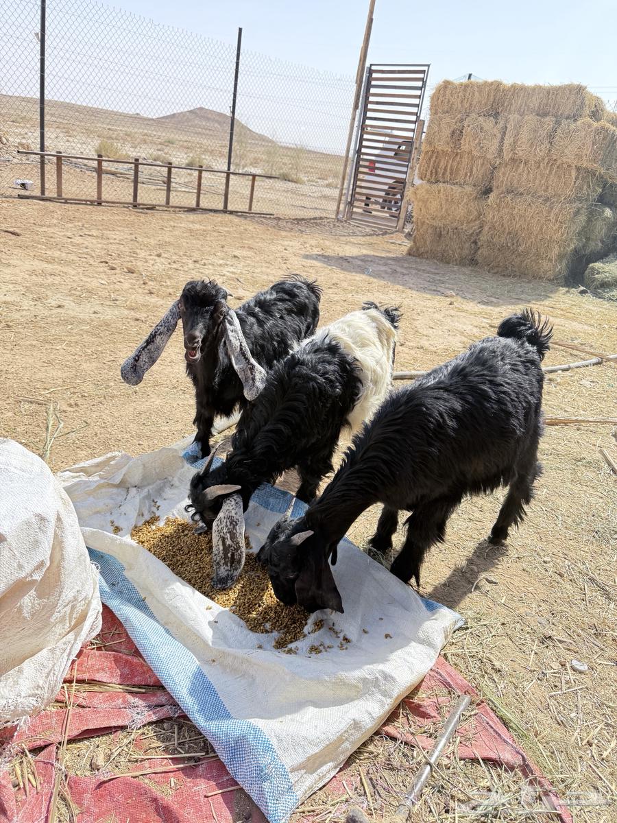 Haray and goats64422708674435112