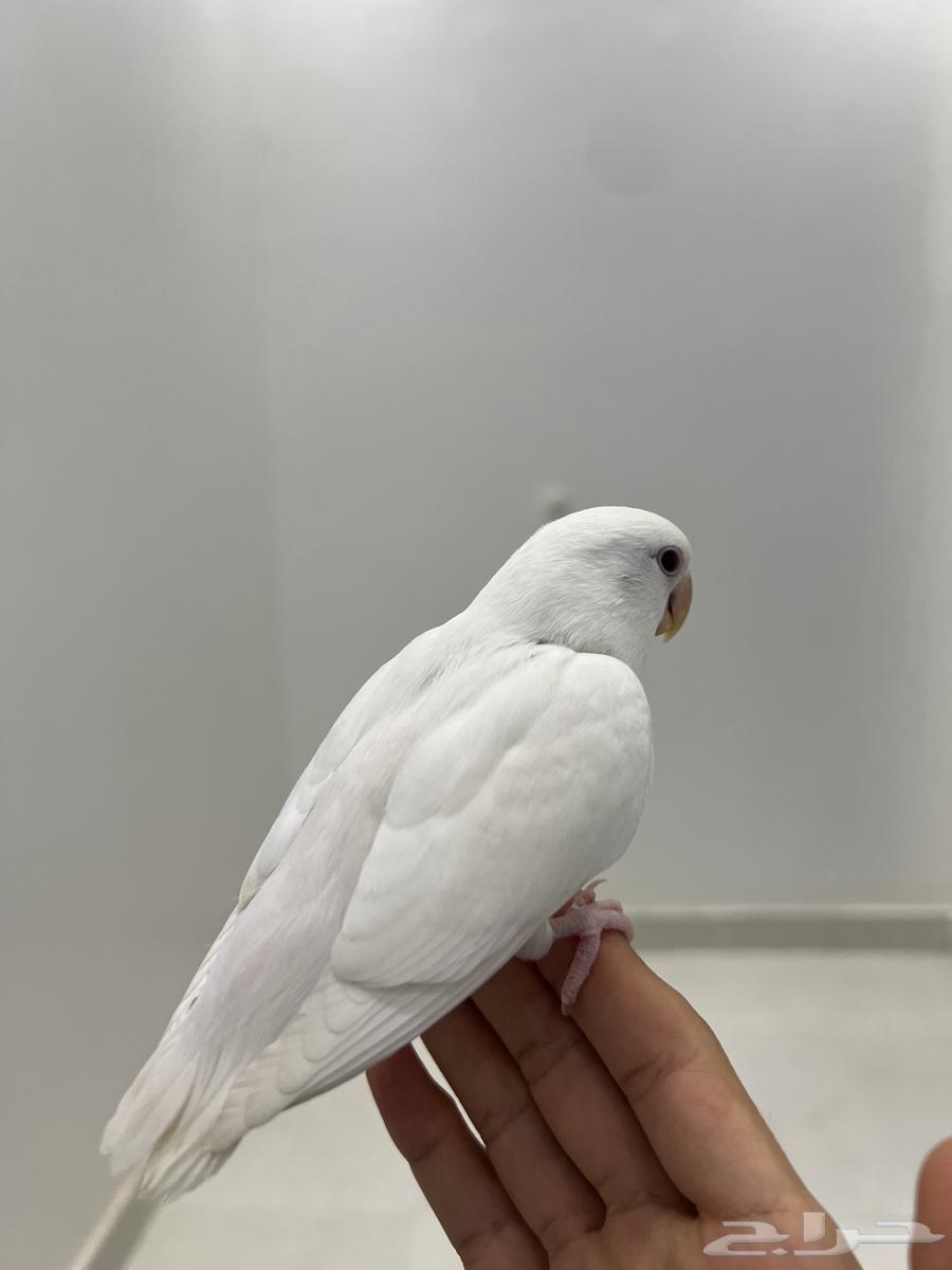 طائر روز64424038679425111