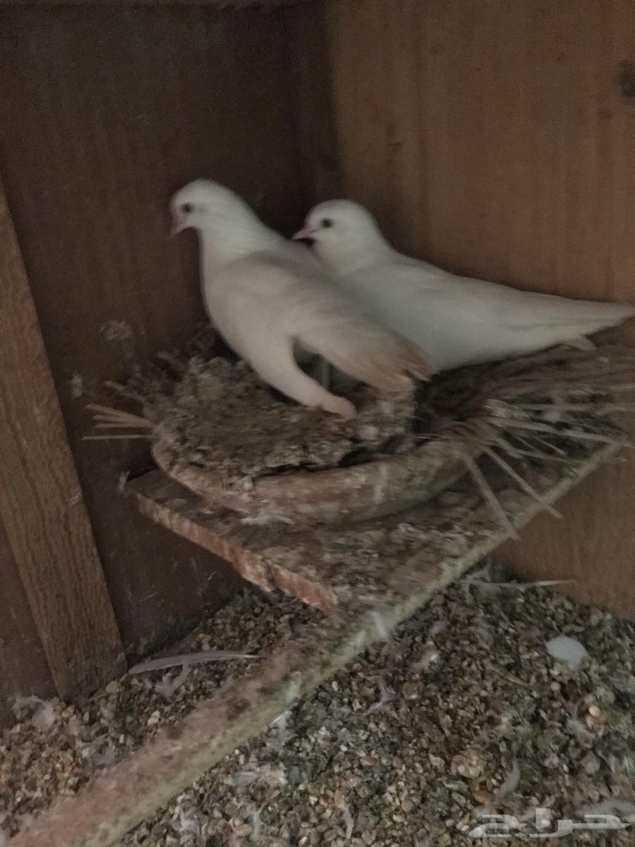 صنعاني اصيل شيبه64419784511106111